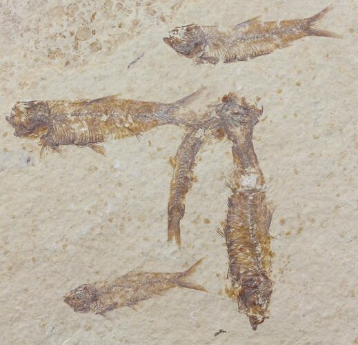 Fossil Fish (Knightia) Plate - Wyoming #111233